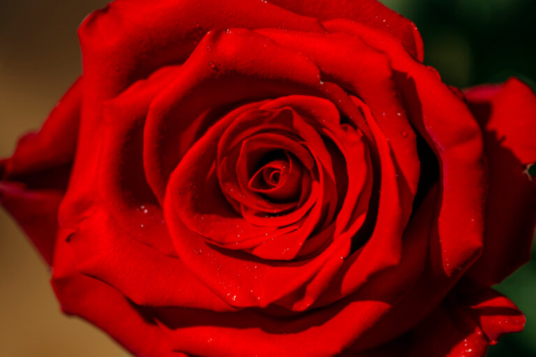 rose closeup red rose background